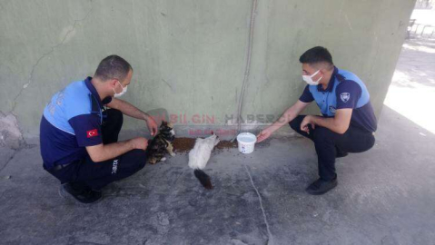 AKDENİZ BELEDİYESİ TAM KAPANMADA SOKAK HAYVANLARINI YALNIZ BIRAKMADI