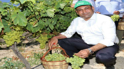 TOROSLAR'DA ÜZÜM HASADI ŞENLİĞE DÖNÜŞTÜ