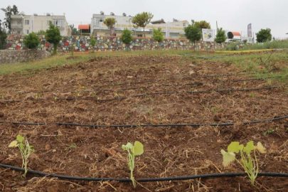 Sürdürülebilir Tarım Atağında " ATA TOHUMLARI” Toroslar’da Hayat Buluyor