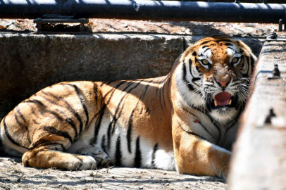 "Nazlı", İsimli Bengal Kaplanı Tarsus Doğa Parkı’nda Yerini Aldı