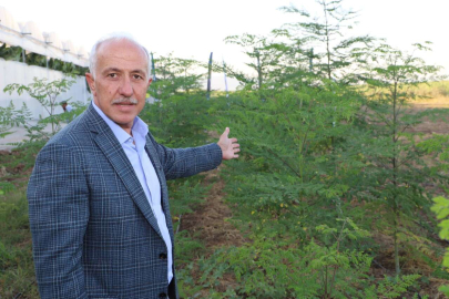 Akdeniz'de Renkli Eller  Dağı Bağa Çevirdi