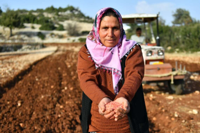 Atalık Buğday Çeşitleri Gelecek Nesillere Aktarılıyor
