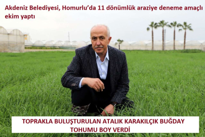 Akdeniz'de Toprakla Buluşturulan Karakılçık Buğday Tohumu Boy Verdi